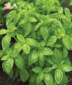 basil plant