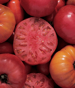 mortgage lifter tomato