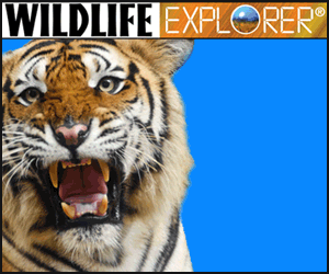 Wildlife Explorer