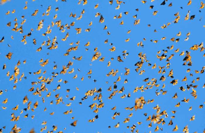 Wings of Life Wings of Life