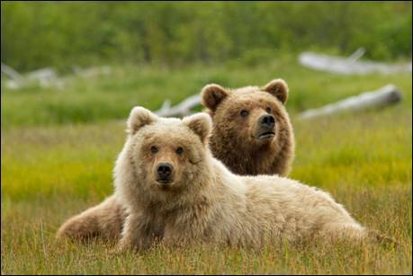Disneynature's Bears