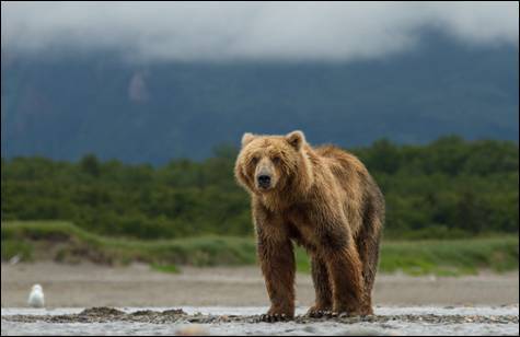 Disney's Bears Movie