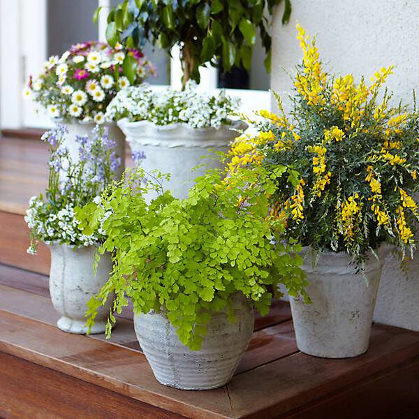 mosquito repelling plants