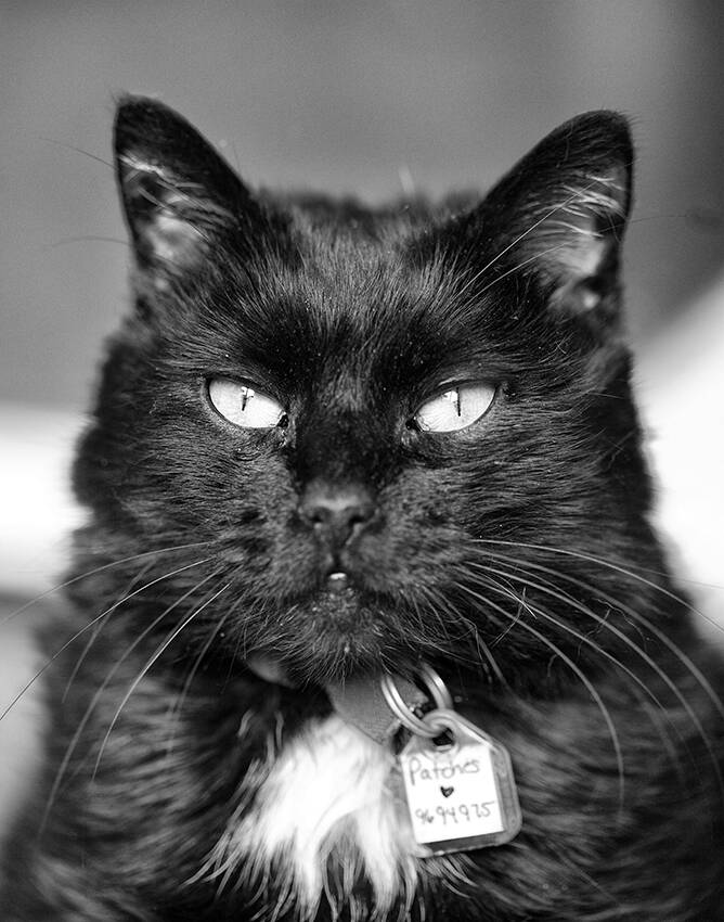 Humane League of Lancaster County Pet of the Week