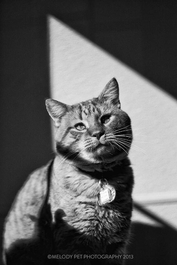 Humane League of Lancaster County