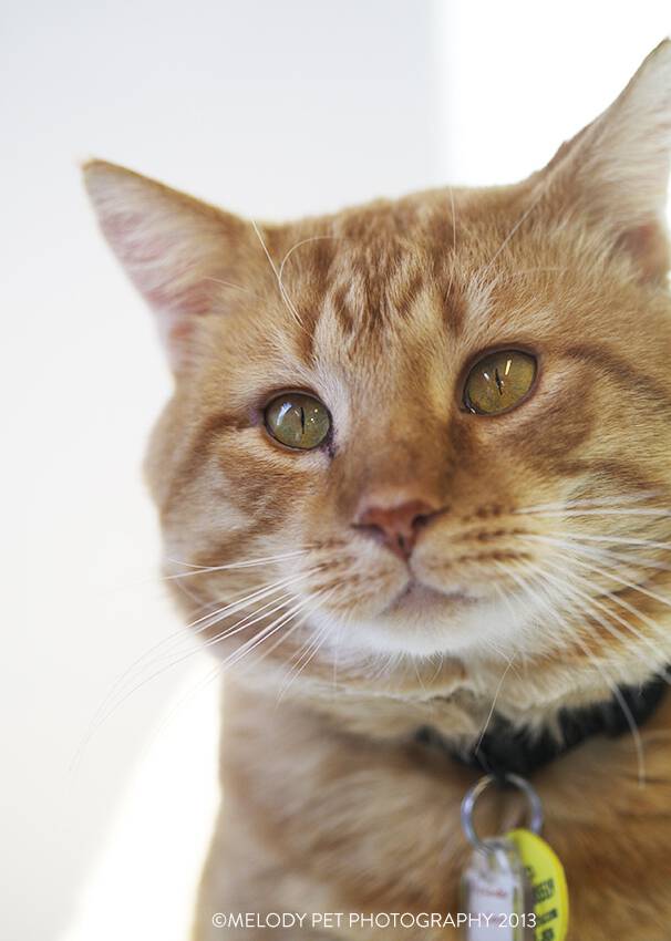 Humane League of Lancaster County