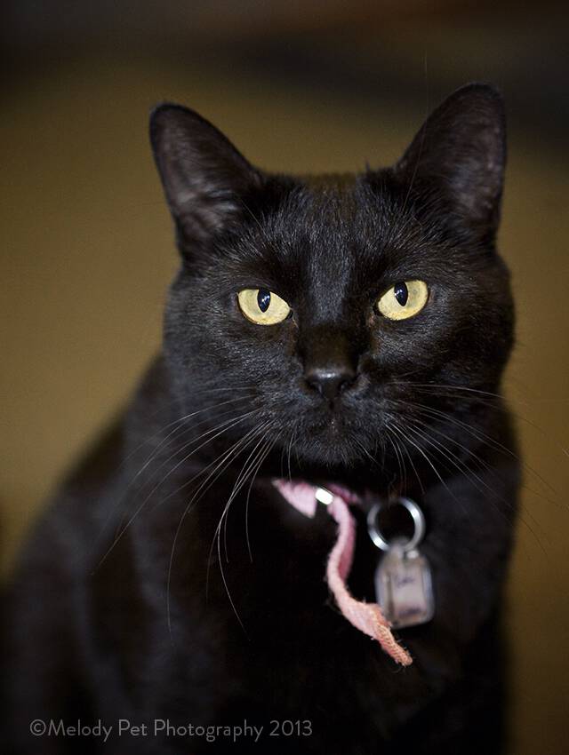 Humane League of Lancaster County Pet of the Week