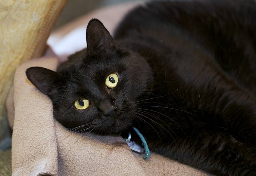 Humane League of Lancaster County Pet of the Week