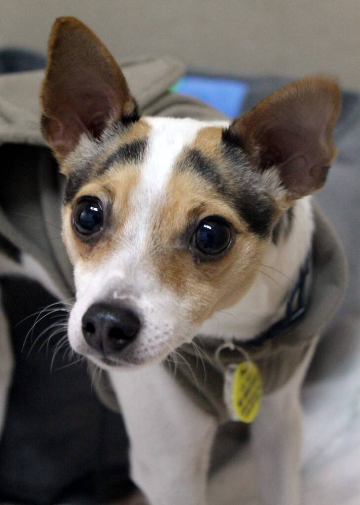 Humane League of Lancaster County Pet of the Week