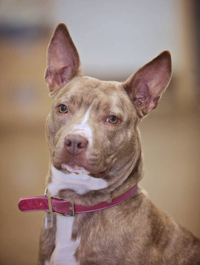 Humane League of Lancaster County Pet of the Week