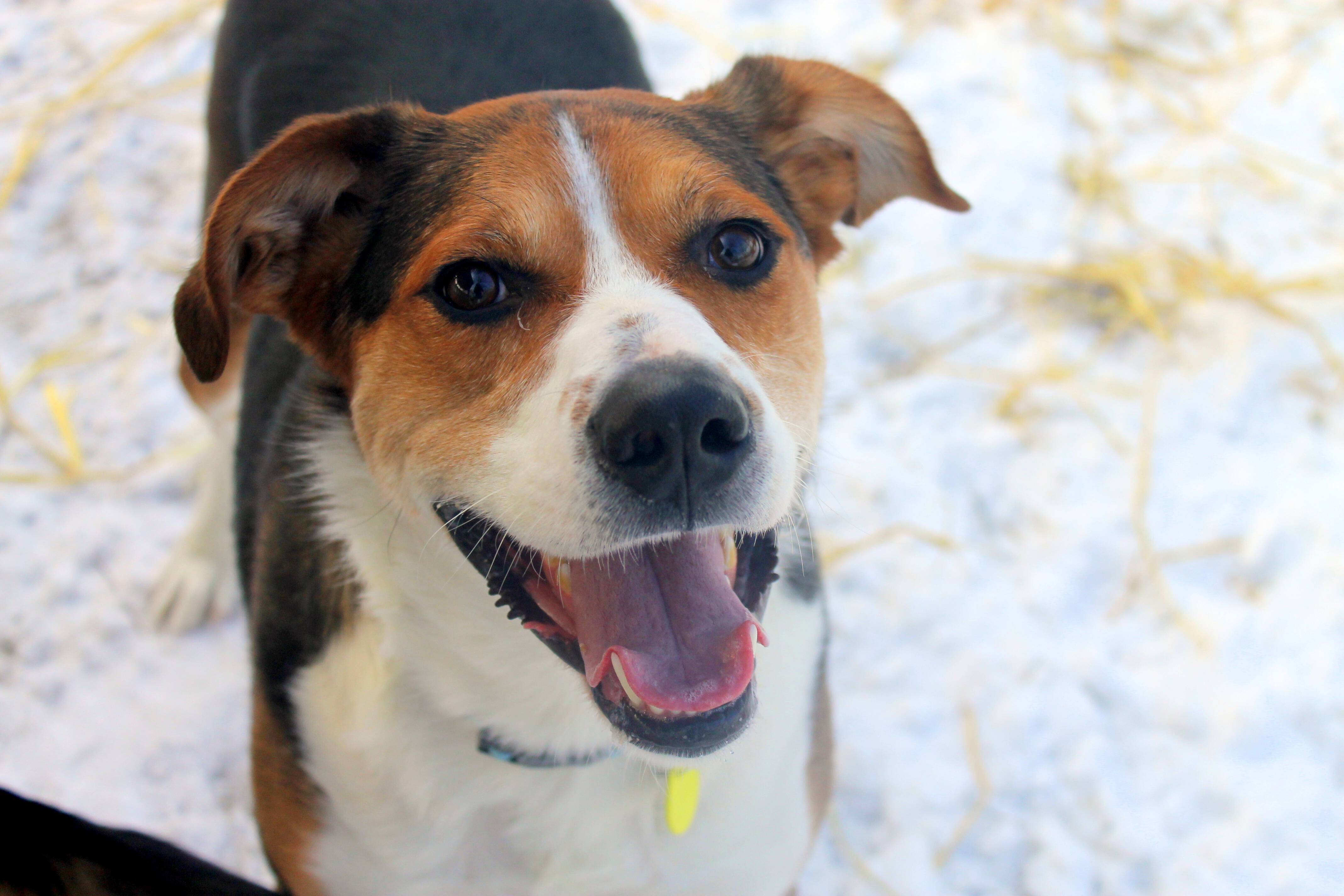 Humane League of Lancaster County Pet of the Week