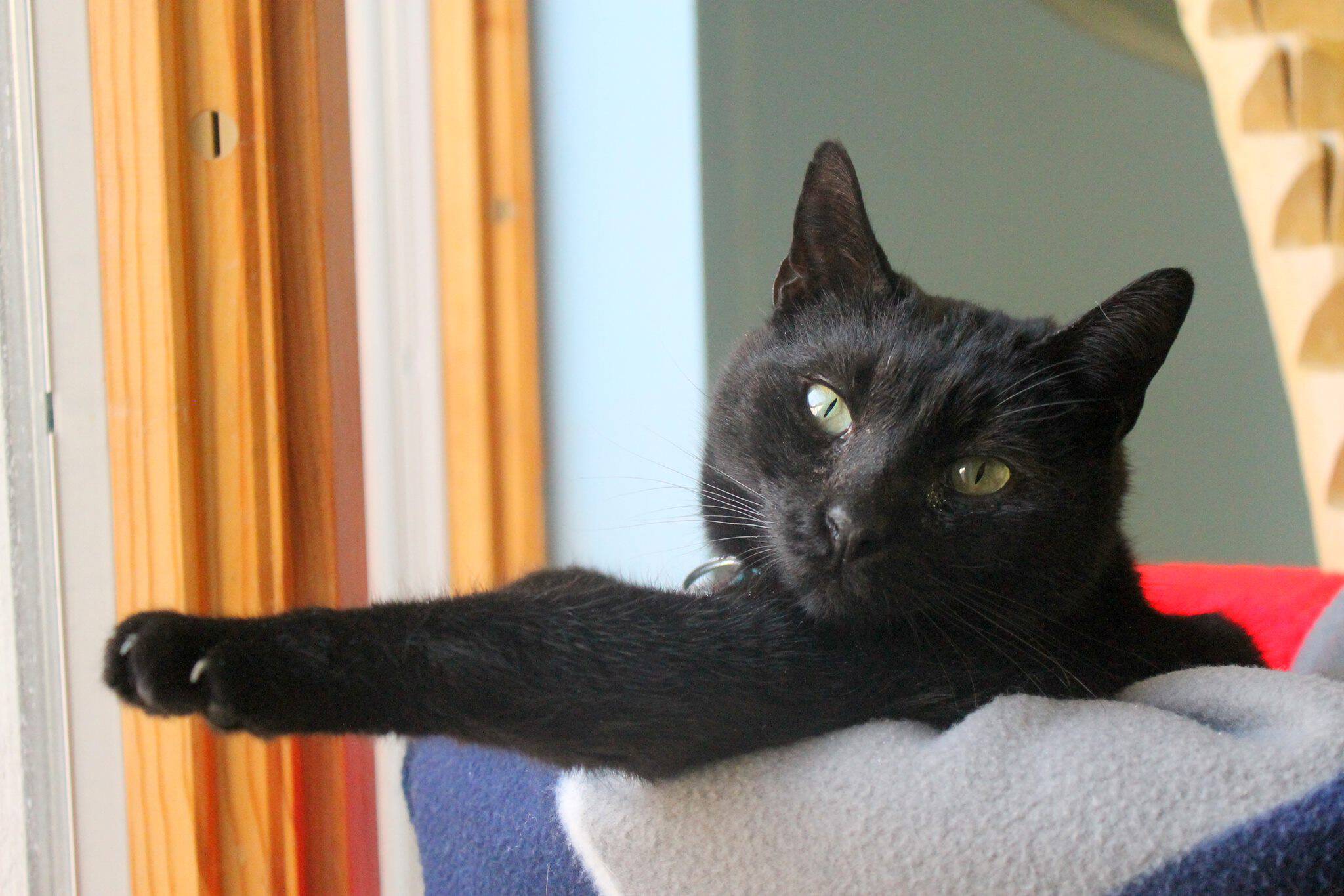 Humane League of Lancaster County Pet of the Week: Meet Onyx!