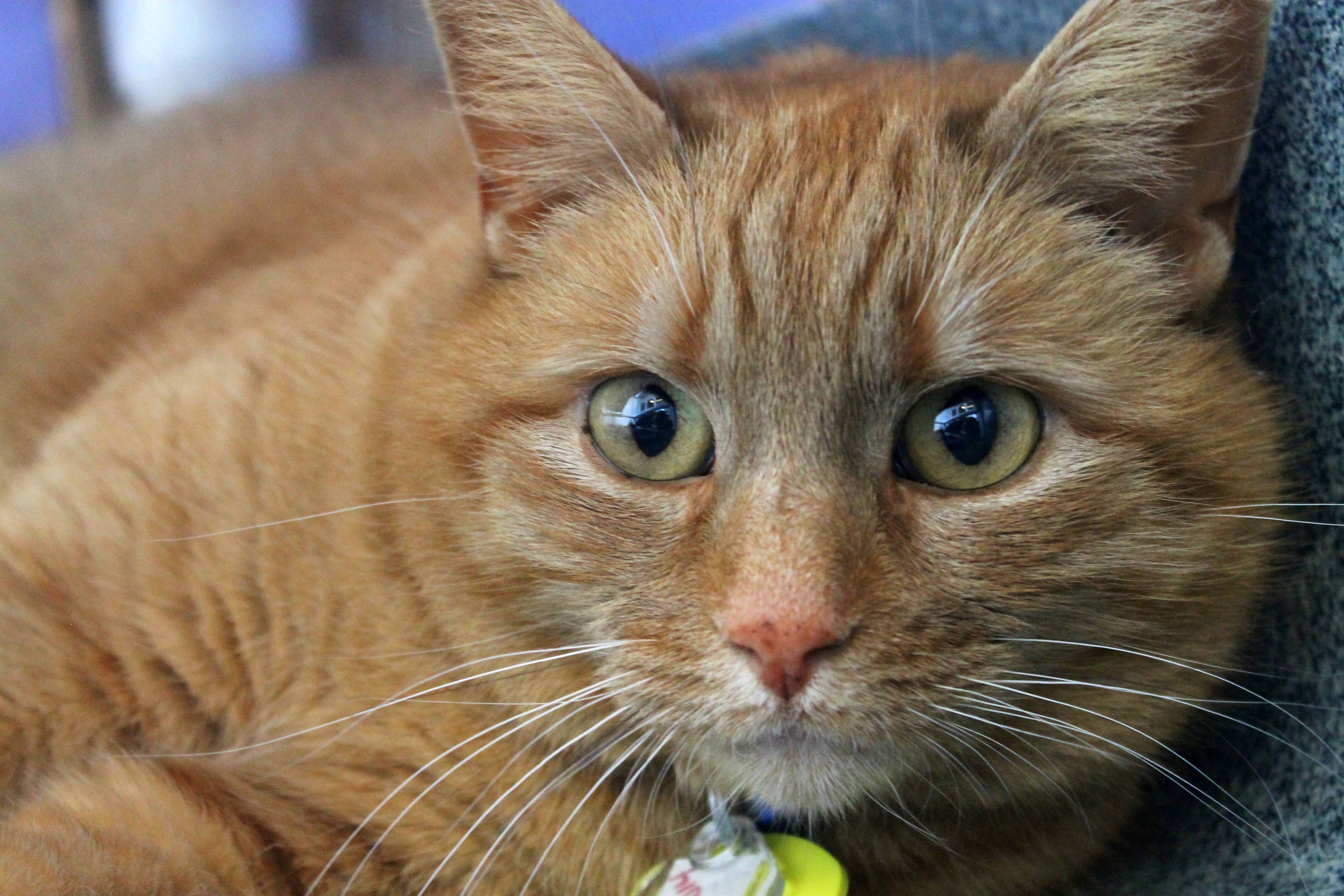 Humane League of Lancaster County Pet of the Week