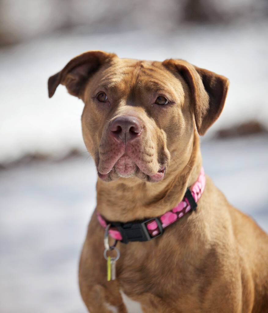 Humane League of Lancaster County Pet of the Week