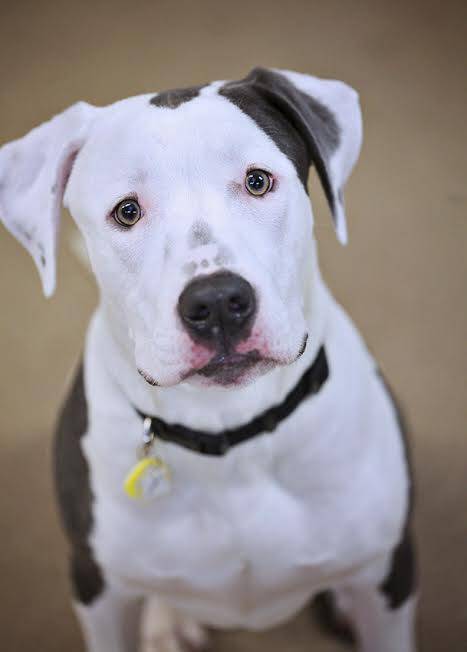 Humane League of Lancaster County Pet of the Week