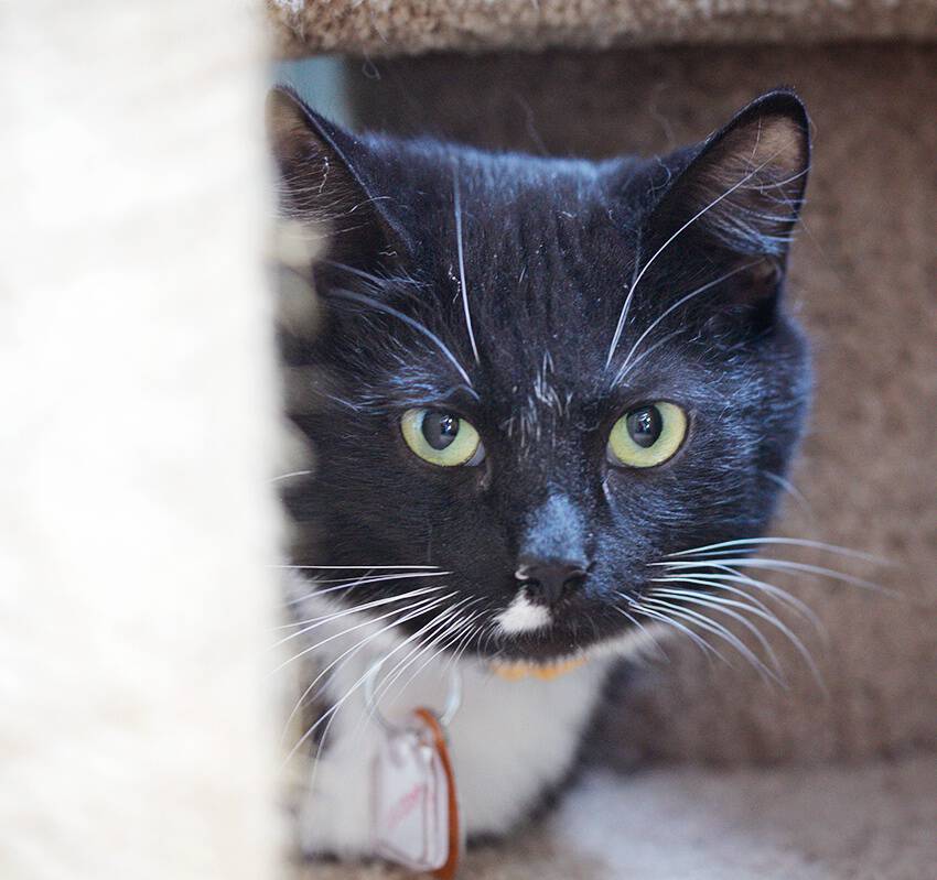 Humane League of Lancaster County Pet of the Week