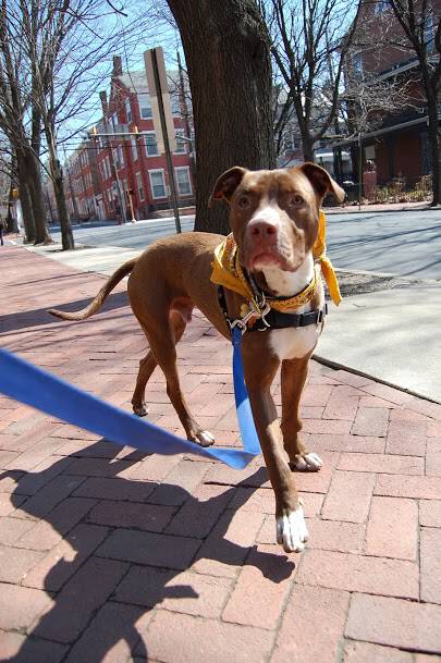 Humane League of Lancaster County Pet of the Week