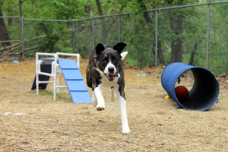 Humane League of Lancaster County