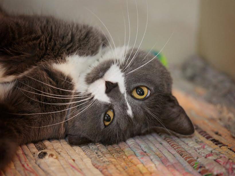Humane League of Lancaster County Pet of the Week
