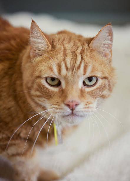 Humane League of Lancaster County Pet of the Week