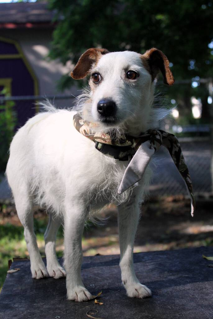 Humane League of Lancaster County Pet of the Week
