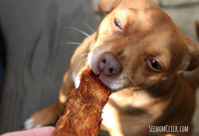 Spot Farms Treats Sam