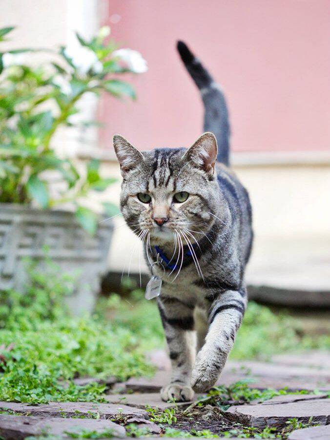 Humane League of Lancaster County