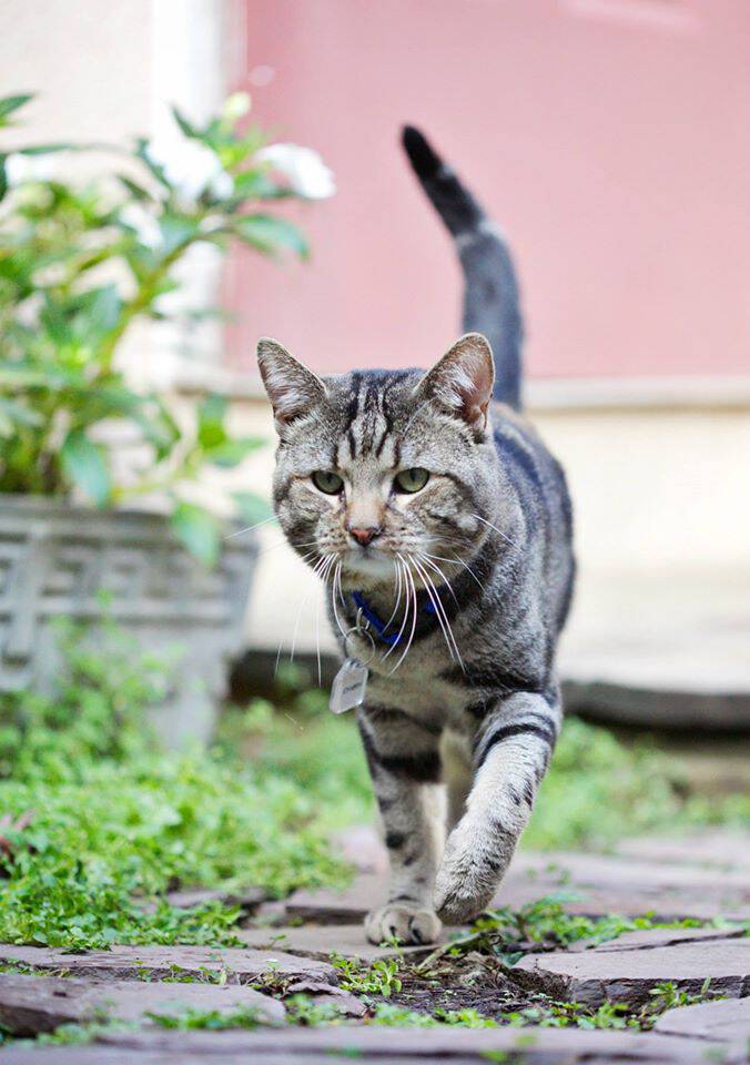 Humane League of Lancaster County