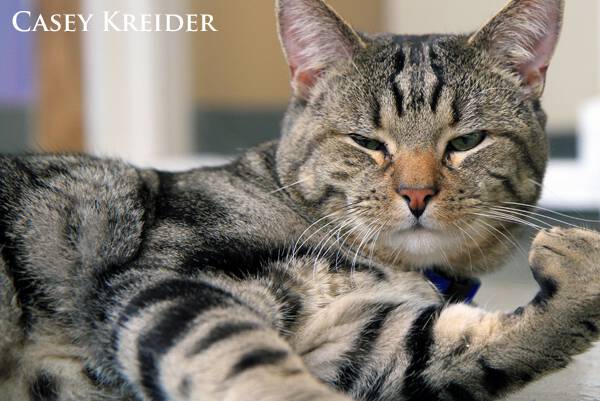 Humane League of Lancaster County