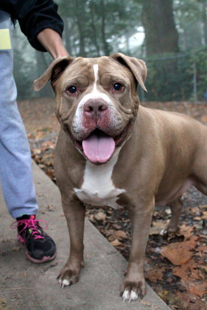 Humane League of Lancaster County