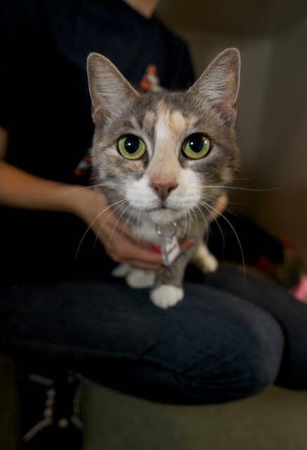 Humane League of Lancaster County