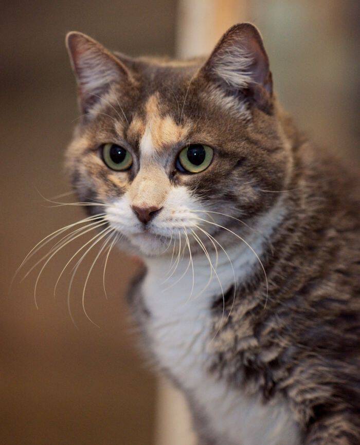 Humane League of Lancaster County