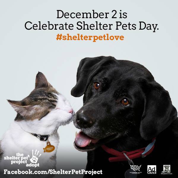Shelter Pet Day