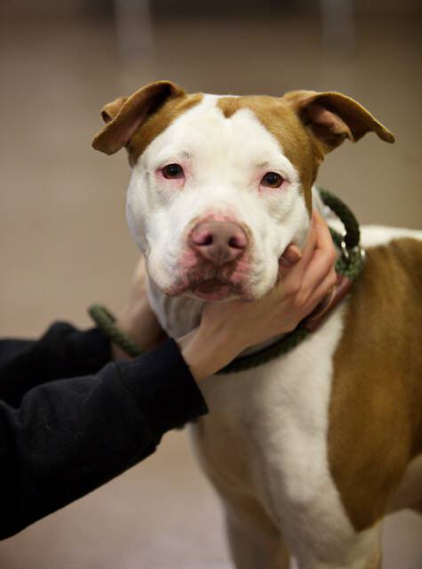 Humane League of Lancaster County Pet of the Week