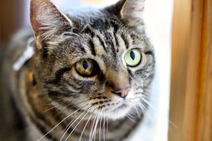 Humane League of Lancaster County