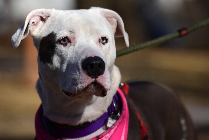 Humane League of Lancaster County