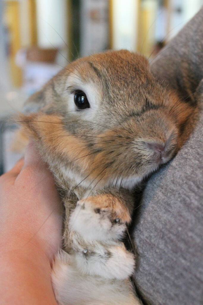 Humane League of Lancaster County