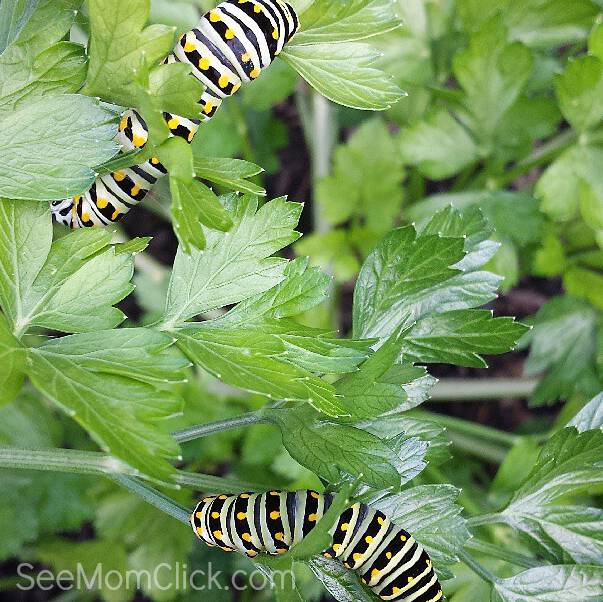 Want to know how to raise butterflies in your own backyard? I've been doing it for years and it's simple, educational summer fun. All kids, not just the butterfly lovers, will enjoy watching caterpillars change into butterflies and releasing them!