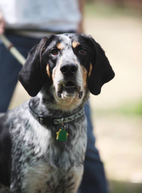 Humane League of Lancaster County Pet of the Week