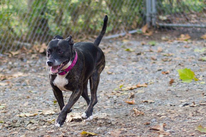 Meet Sissy, Maxie, and Ernie! These cuties are looking for forever homes and are the Humane League of Lancaster County Pet of the Week. Come take a look!