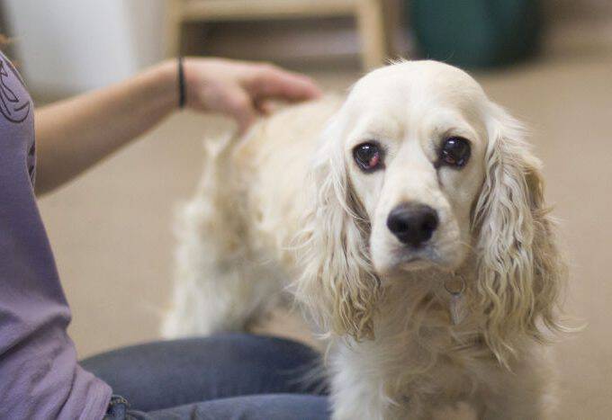 Meet Sunny! This cutie is looking for his forever home and is the Humane League of Lancaster County Pet of the Week. Come take a look!