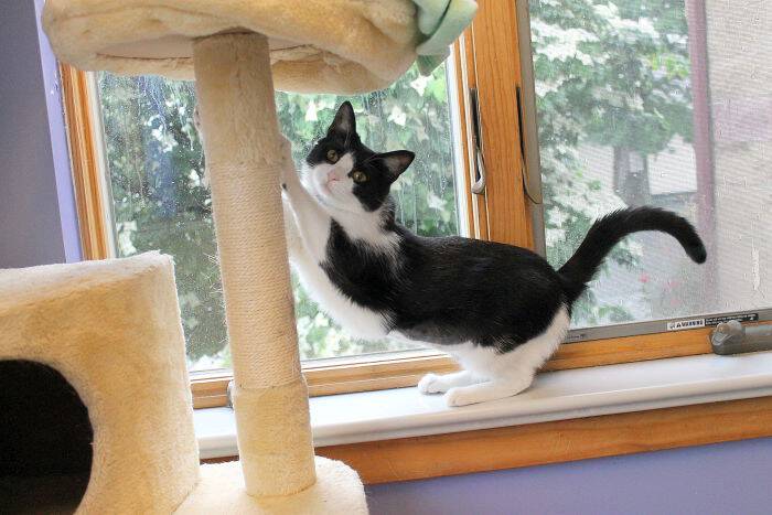 Meet Sissy, Maxie, and Ernie! These cuties are looking for forever homes and are the Humane League of Lancaster County Pet of the Week. Come take a look!