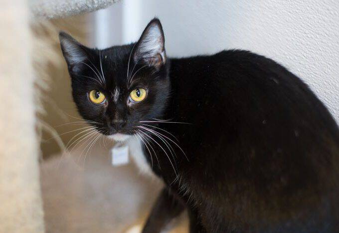 Meet Oreo! This cutie is looking for her forever home and is the Humane League of Lancaster County Pet of the Week. Come take a look!