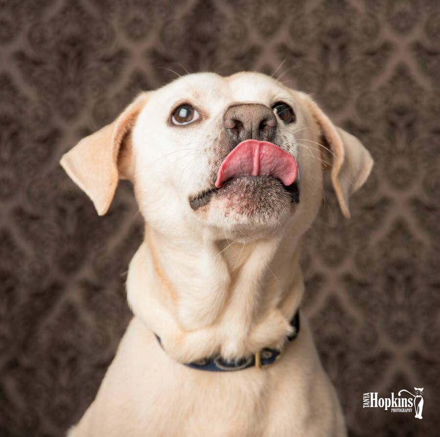 Meet Casper! This sweet boy is looking for his forever home and is the Humane League of Lancaster County Pet of the Week. Come take a look!
