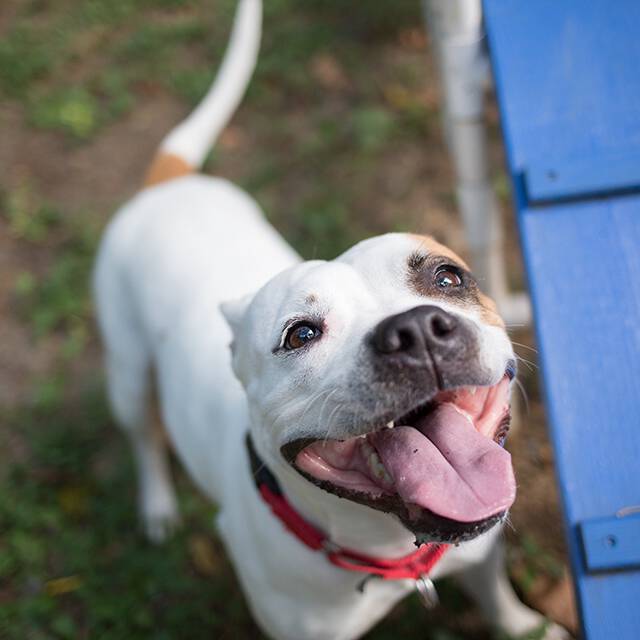 Meet Ruca! This sweet girl is looking for her forever home and is the Humane League of Lancaster County Pet of the Week. Come take a look!