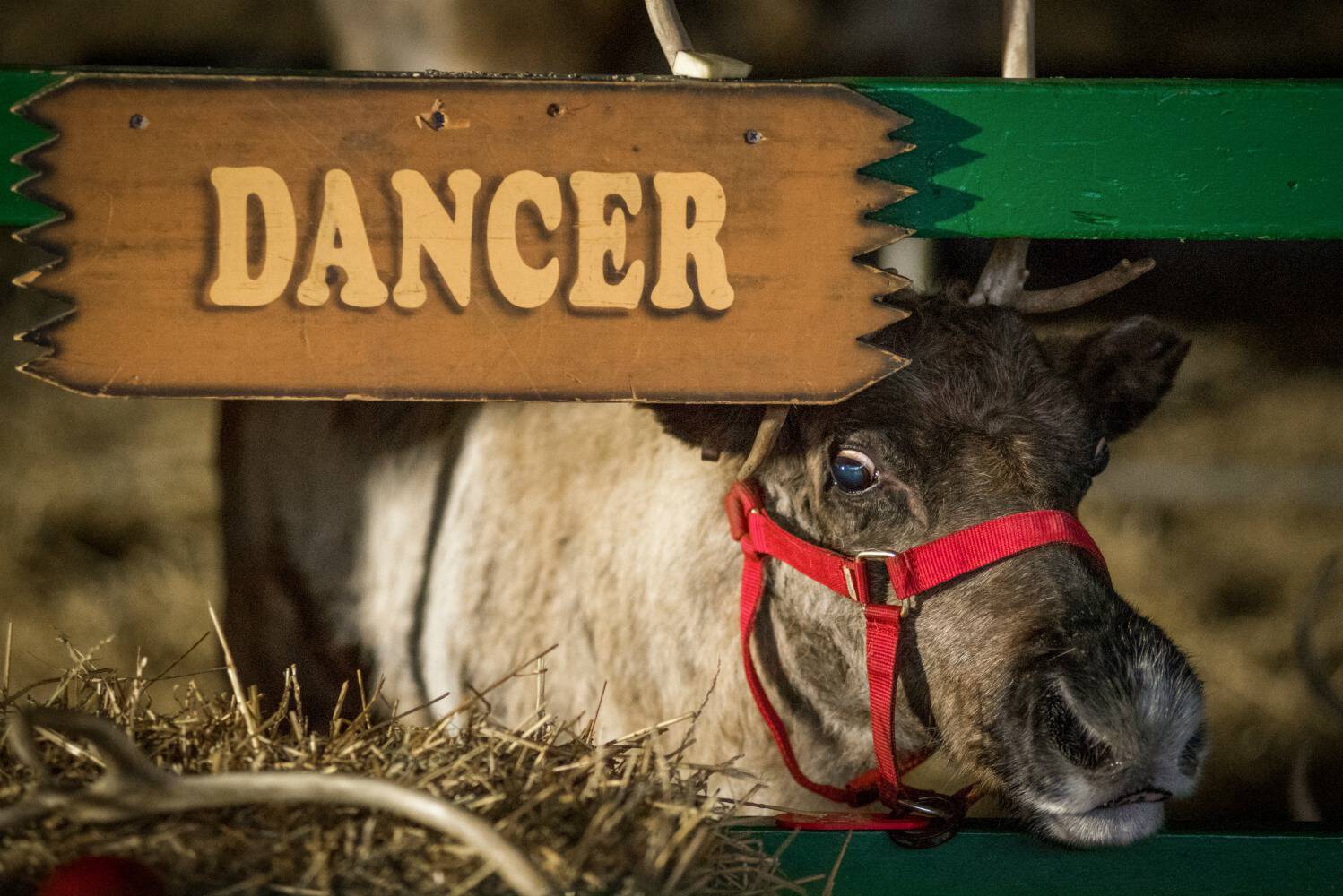 reindeer-at-hershey