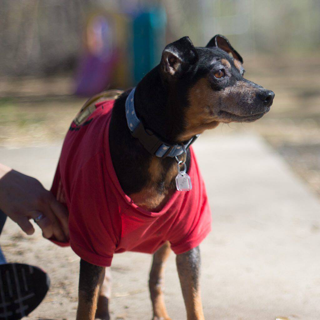 Meet Dixie! This little doll is looking for her forever home and is the Humane League of Lancaster County Pet of the Week. Come take a look! Meet Dixie! This little doll is looking for her forever home and is the Humane League of Lancaster County Pet of the Week. Come take a look!