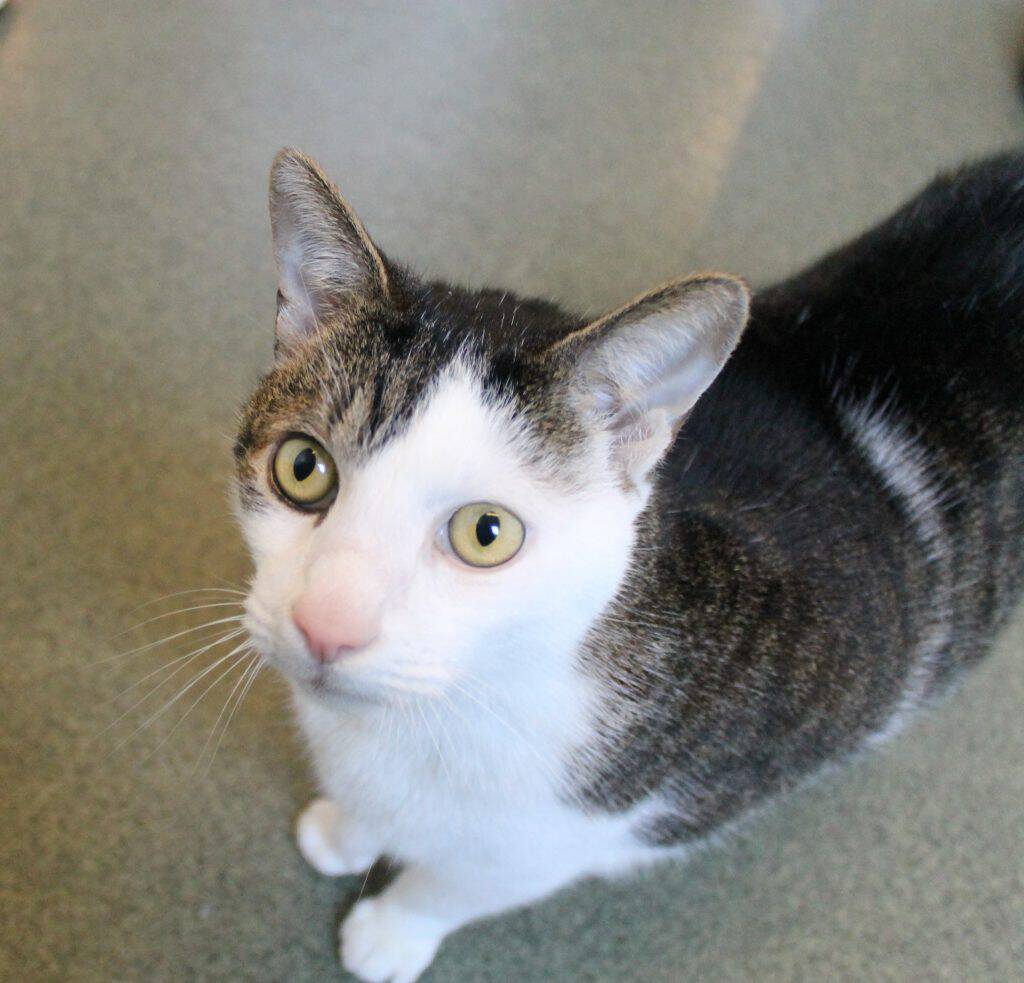 Meet Cookie! This little cutie is looking for his forever home and is the Humane League of Lancaster County Pet of the Week. Come take a look!