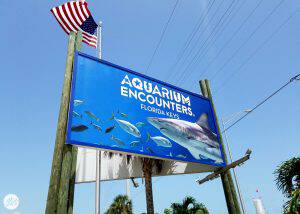 Coral Reef Encounter at Aquarium Encounters Marathon Florida Keys | See ...