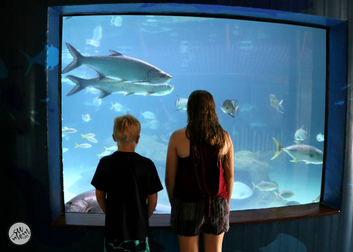 Coral Reef Encounter at Aquarium Encounters Marathon Florida Keys | See ...